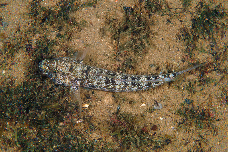 Gobius incognitus